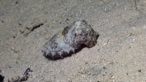 0975_Cuttlefish camouflaged on sand