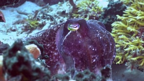 1485_Cuttlefish close up nursing eggs