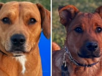 LabBeagle Mix & GS Mix - Lucy & Kota
