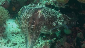 0516_cuttlefish