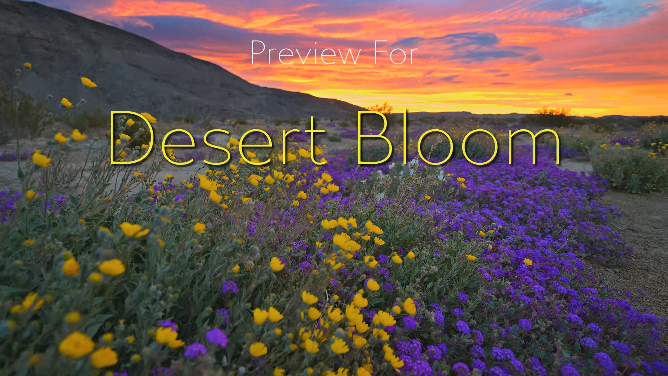 Watch Desert Bloom Online Vimeo On Demand on Vimeo