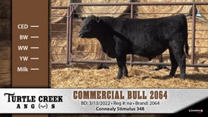 Lot #2064 - COMMERCIAL BULL 2064