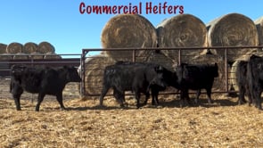 Lot #COM HF - Commercial Heifers