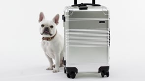 Arlo Skye - Frenchie