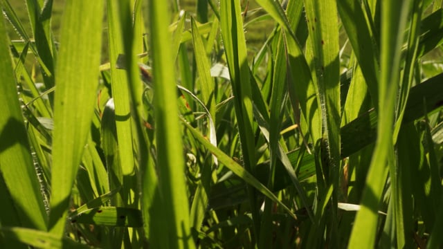Grass Green Field Free Stock Video - Pixabay