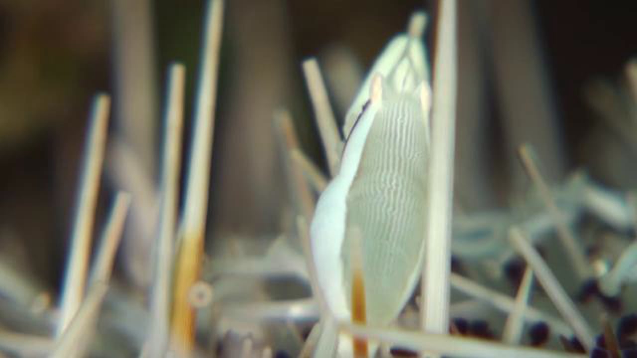 Urchin Bumblebee Shrimp