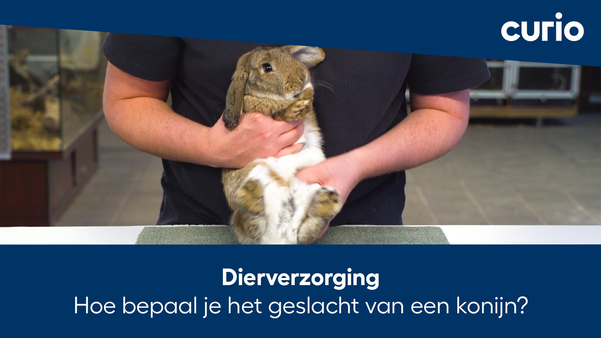 instructievideo Hoe bepaal je het geslacht van een konijn? on Vimeo