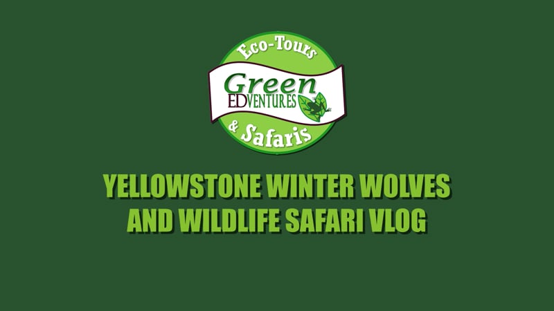 Yellowstone Winter Wolves and Wildlife Safari - Green Edventures 1