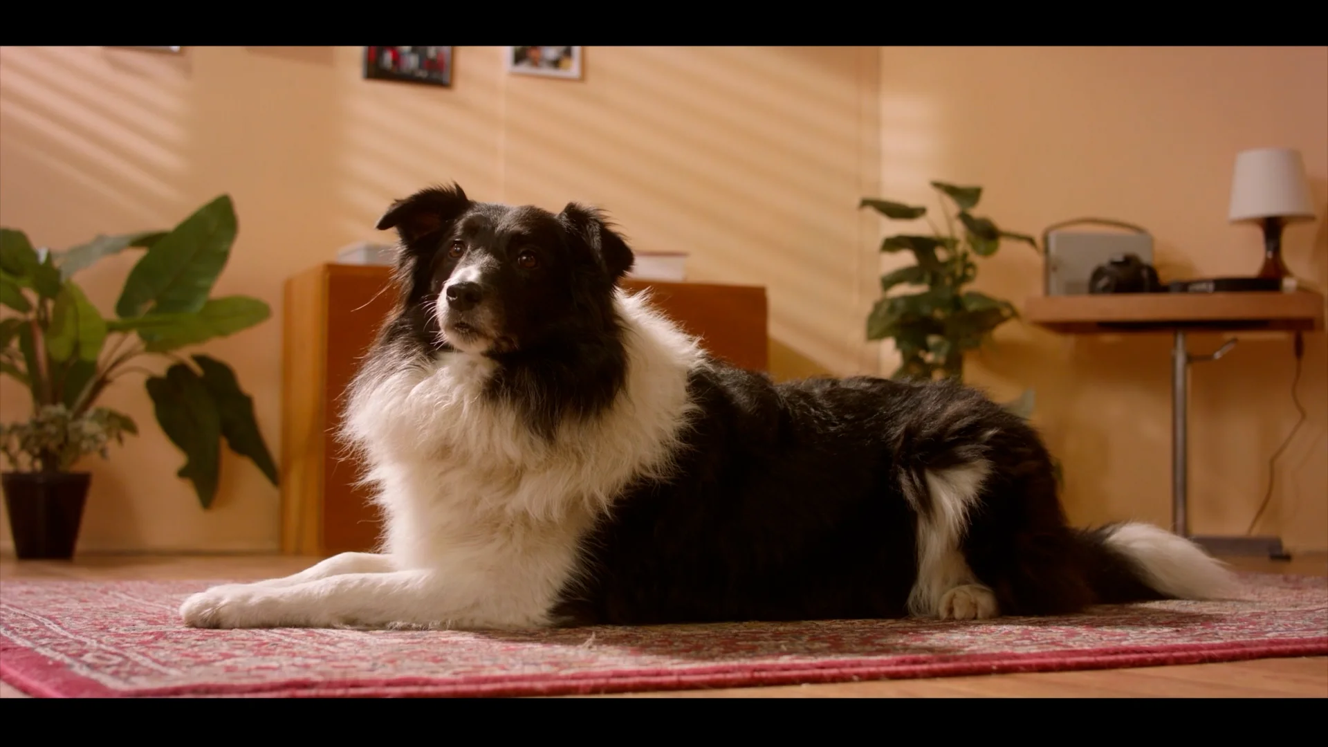 The Missing Piece Festival Trailer on Vimeo