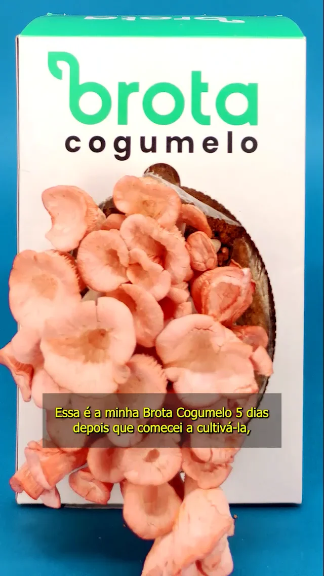 Bodogami - Jogos para 2 jogadores? ✓ Lanche para 2 pessoas? ✓ . Vem jogar  Fungi e comer o nosso Toast de Cogumelos (Shimeji e Shiitake) 😛🍄❤ . Ótima  combinação para 2