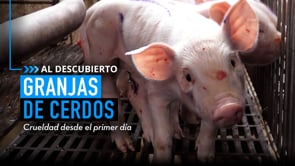 MALTRATO ANIMAL en GRANJAS DE CERDOS en México (¡Ayúdalos hoy!) | Investigación de Igualdad Animal