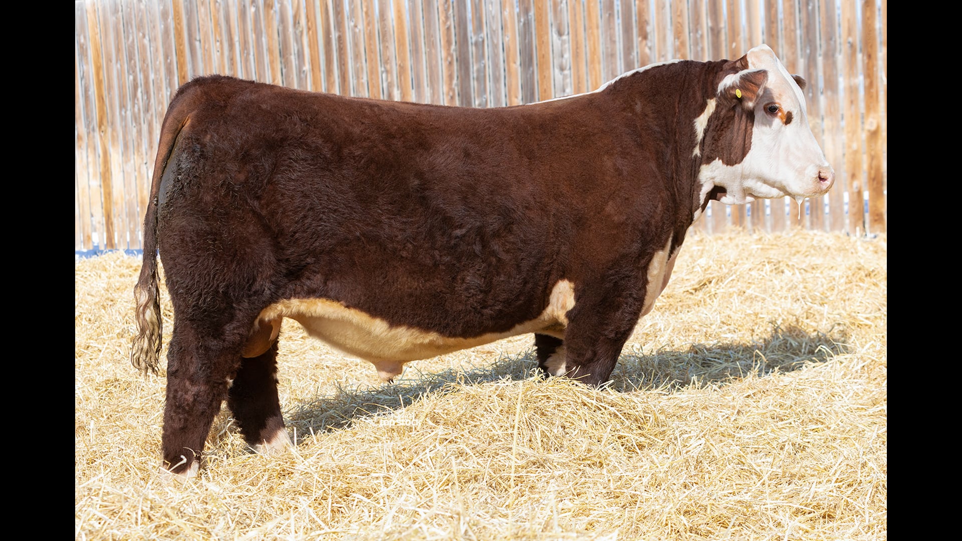 LSF Upstart 17F 27K