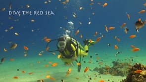Dive the Red Sea - HD