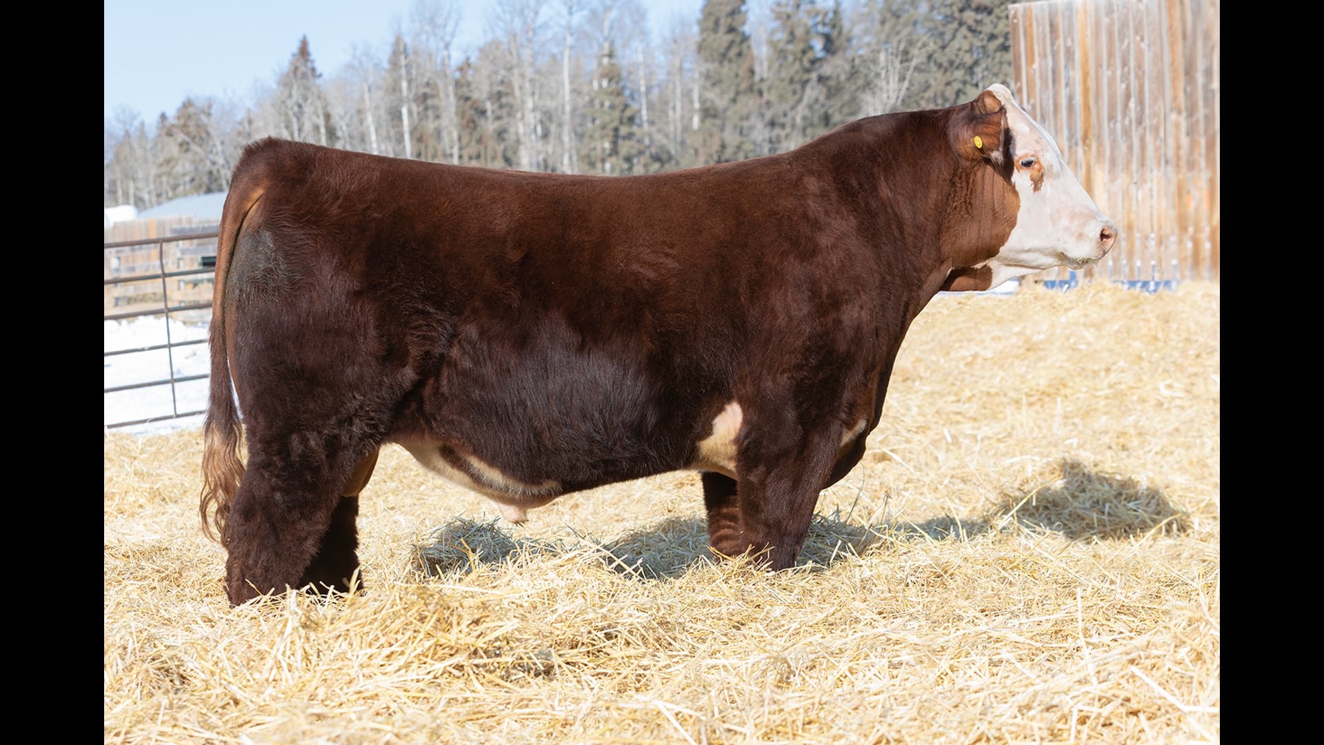 LSF Mr Right 151Z 28K