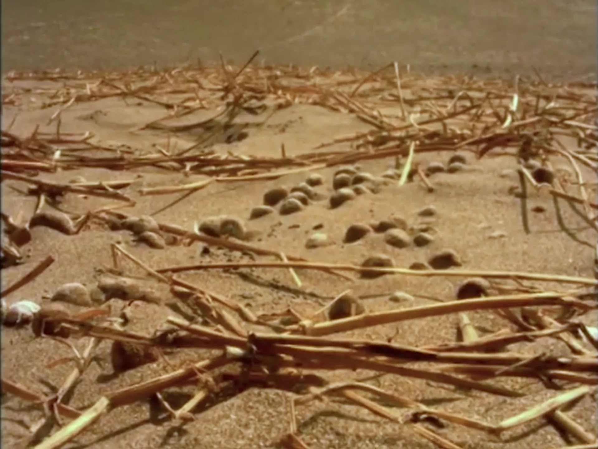 CONCORDIA trailer (2022) on Vimeo