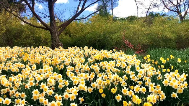 Daffodils In Spring