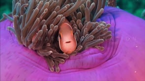 Clownfish Coral Reef - HD