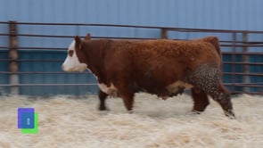 Lot #S2201 - SR MR RAWHIDE 2201