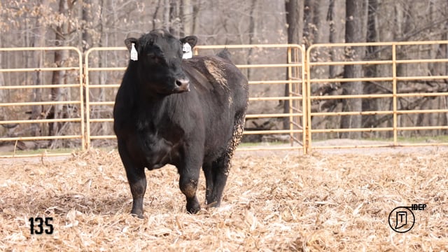 Bulls on Test - KB ANGUS