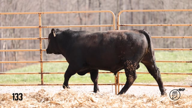 Bulls on Test - KB ANGUS