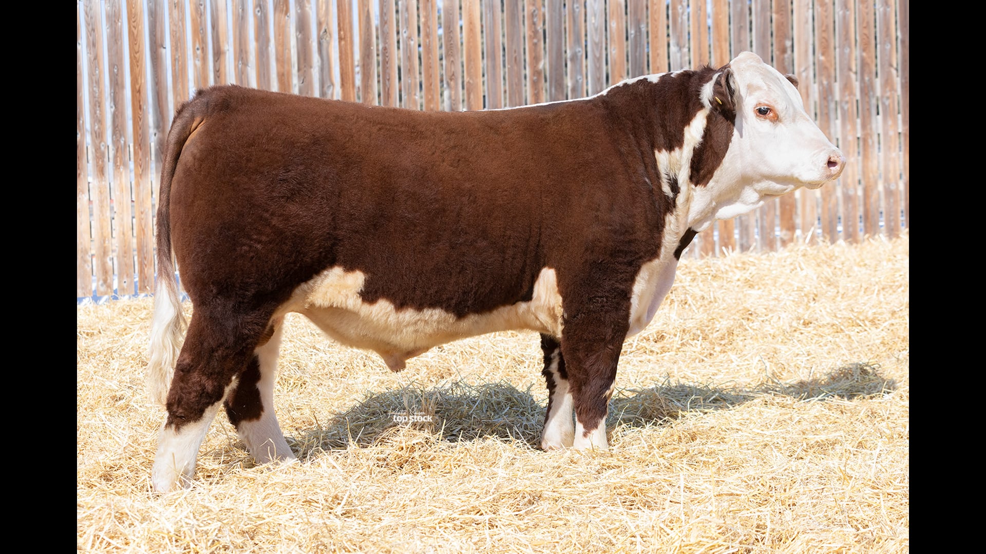 LSF Upstart 17F 66K