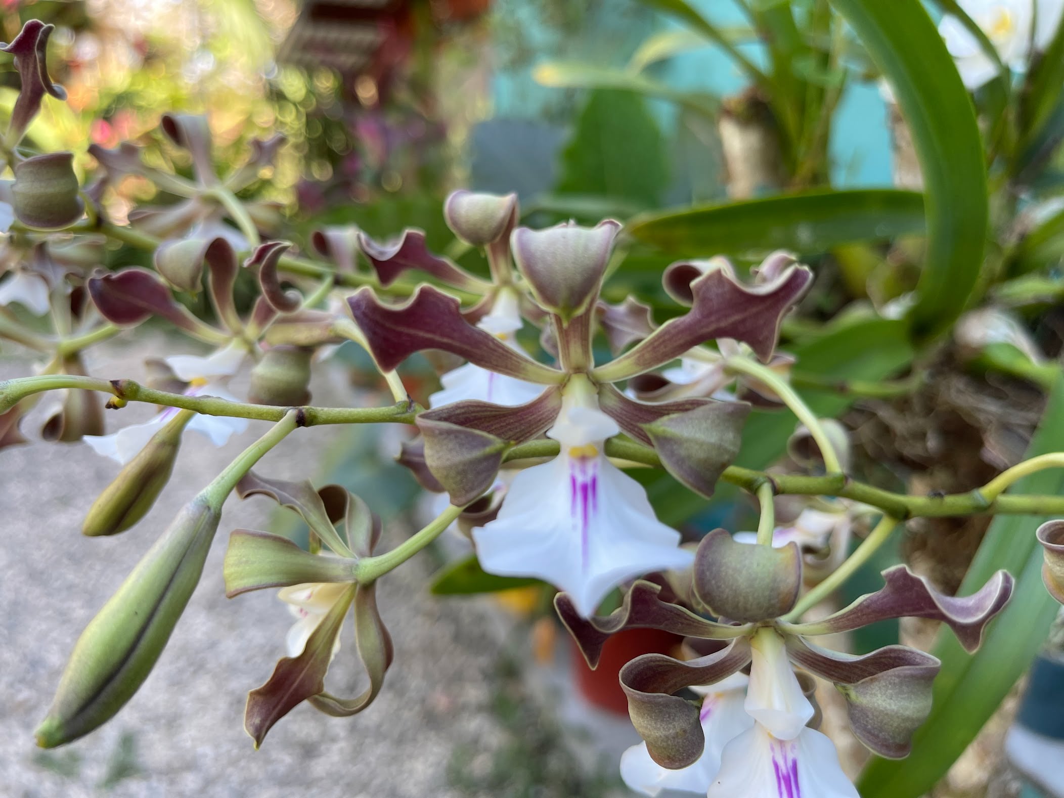 2023 March 15: Renunciation of Internal Habits of Mind