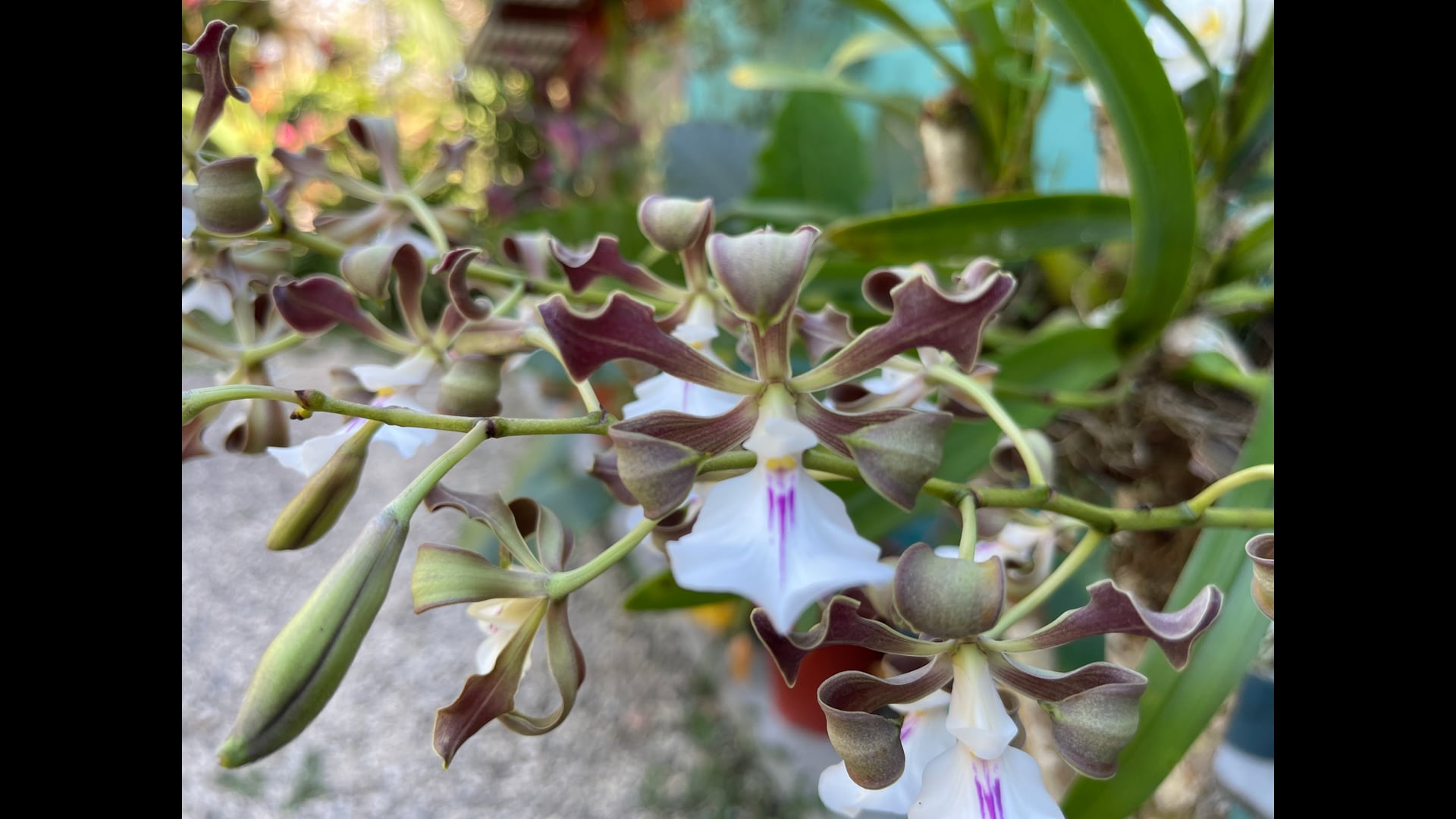 2023 March 15: Renunciation of Internal Habits of Mind