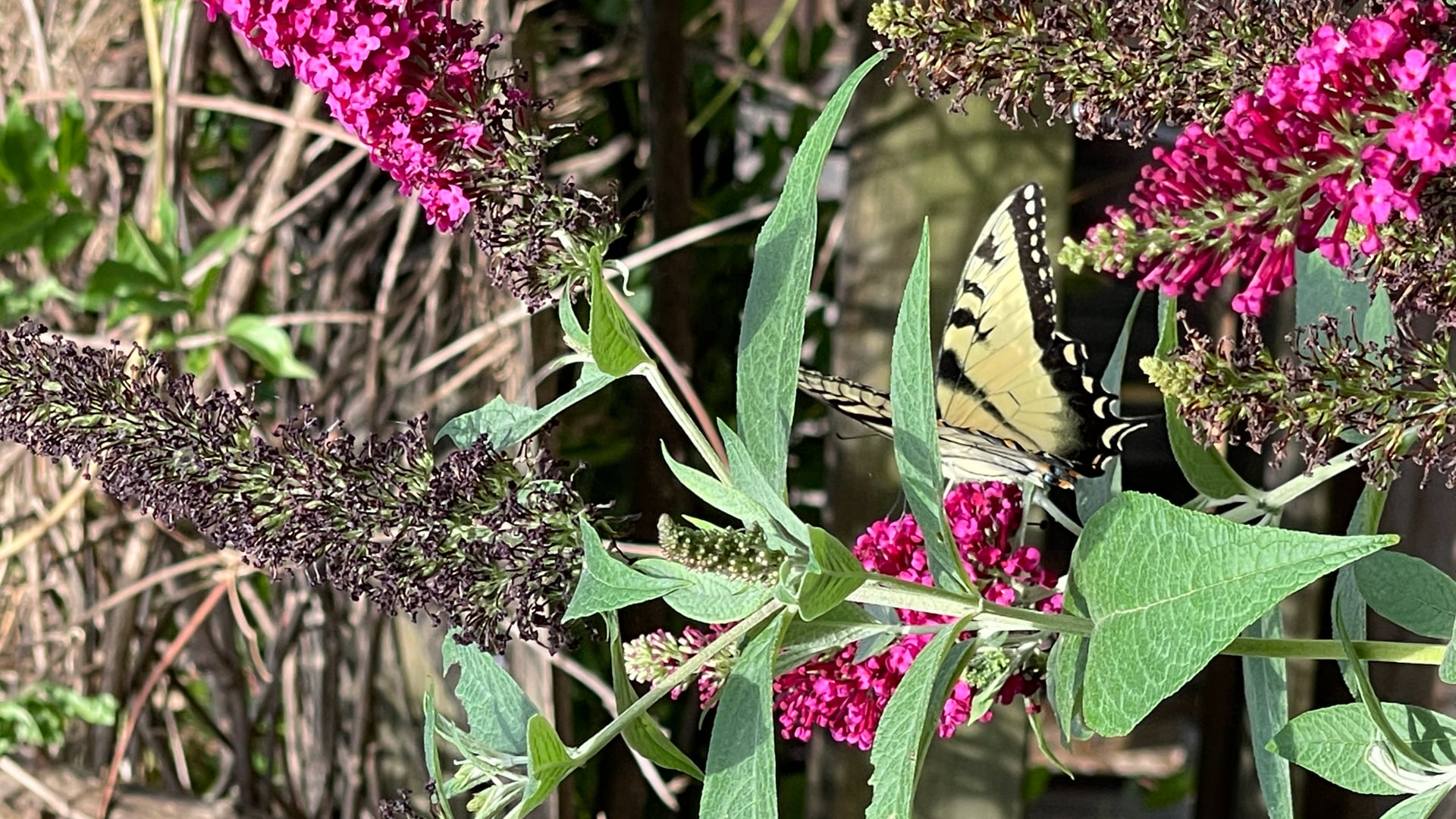 2023 March 20: Renouncing Worry