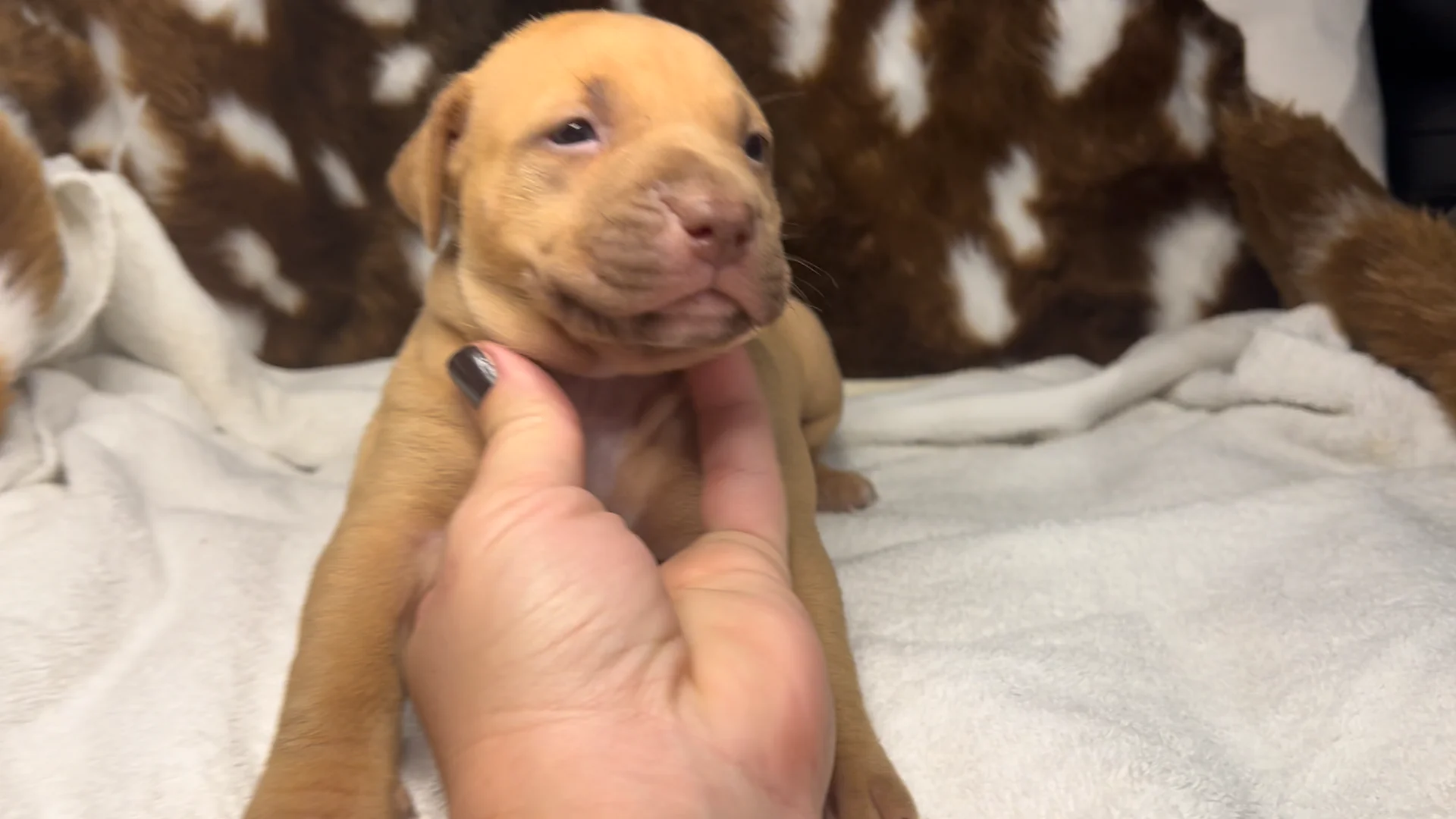 red nose pitbull dog puppies