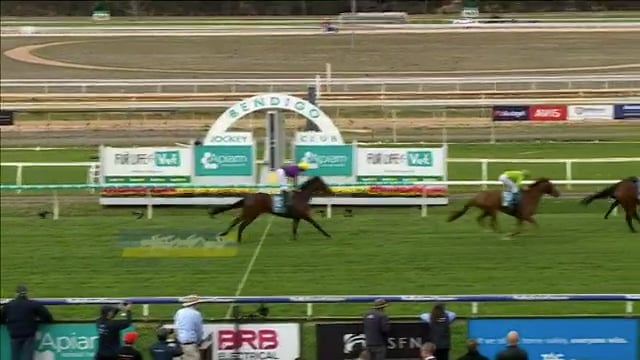 I Am Invincible Stallion Breednet