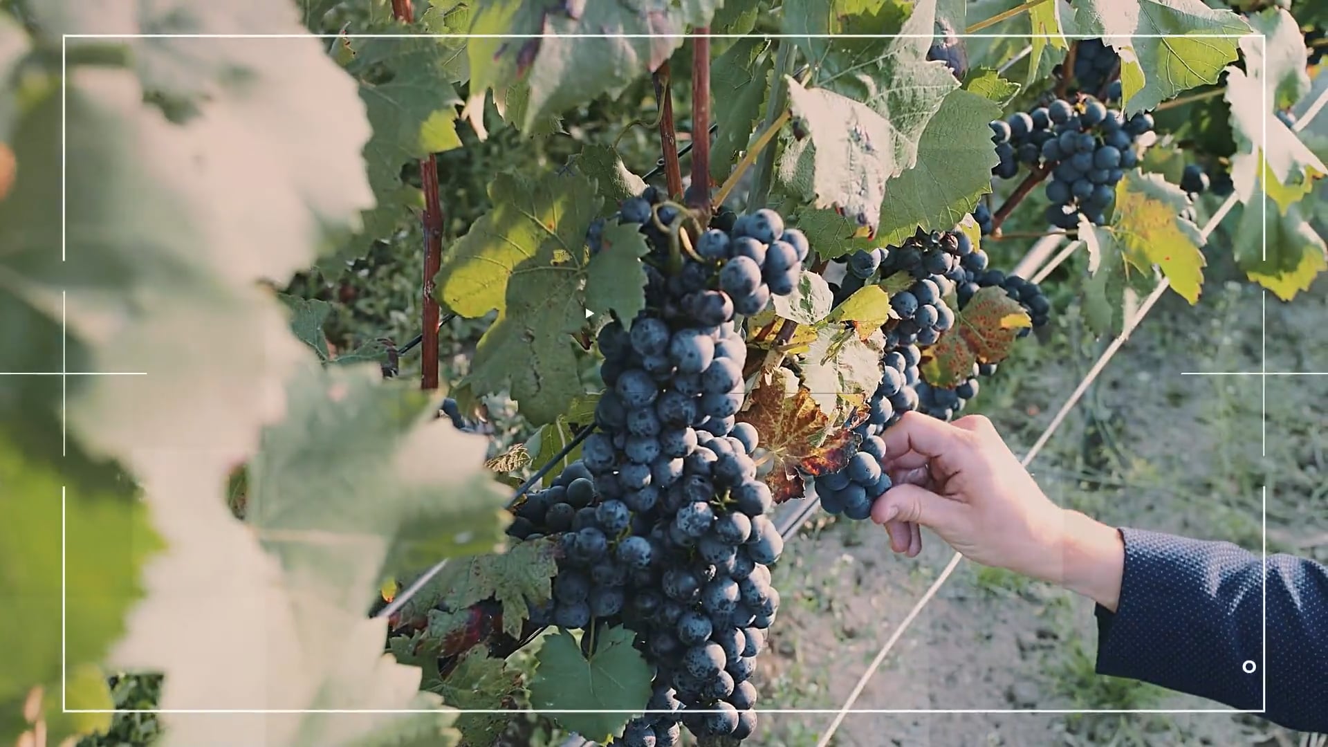 North South Wines