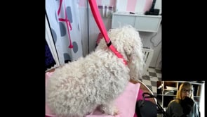 Styling of 2 different bichons incl some handling tips