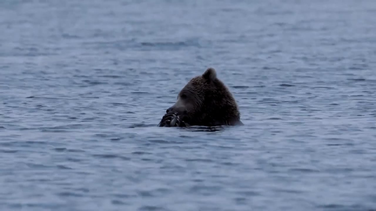 Brown Bear eating lunch