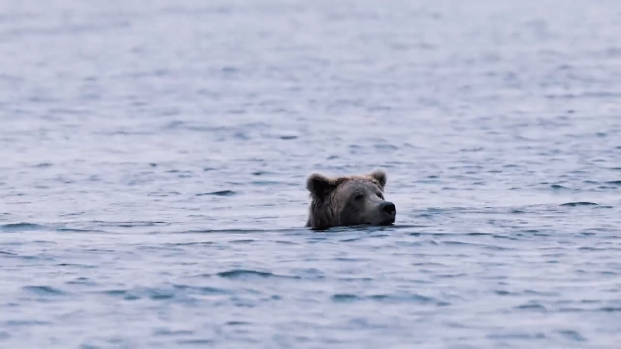 Bear fishing for Salmon