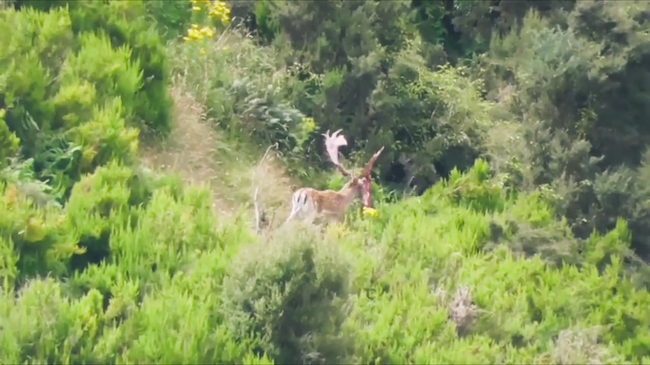 Fallow Deer shed velvet