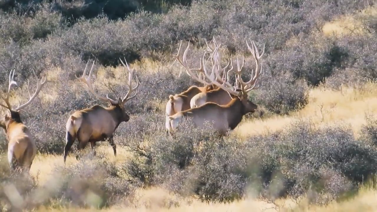 Trophy Elk