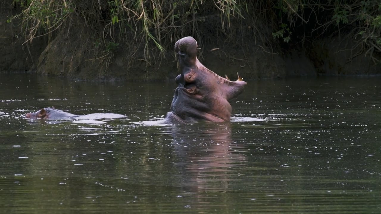 Hippo Yawn