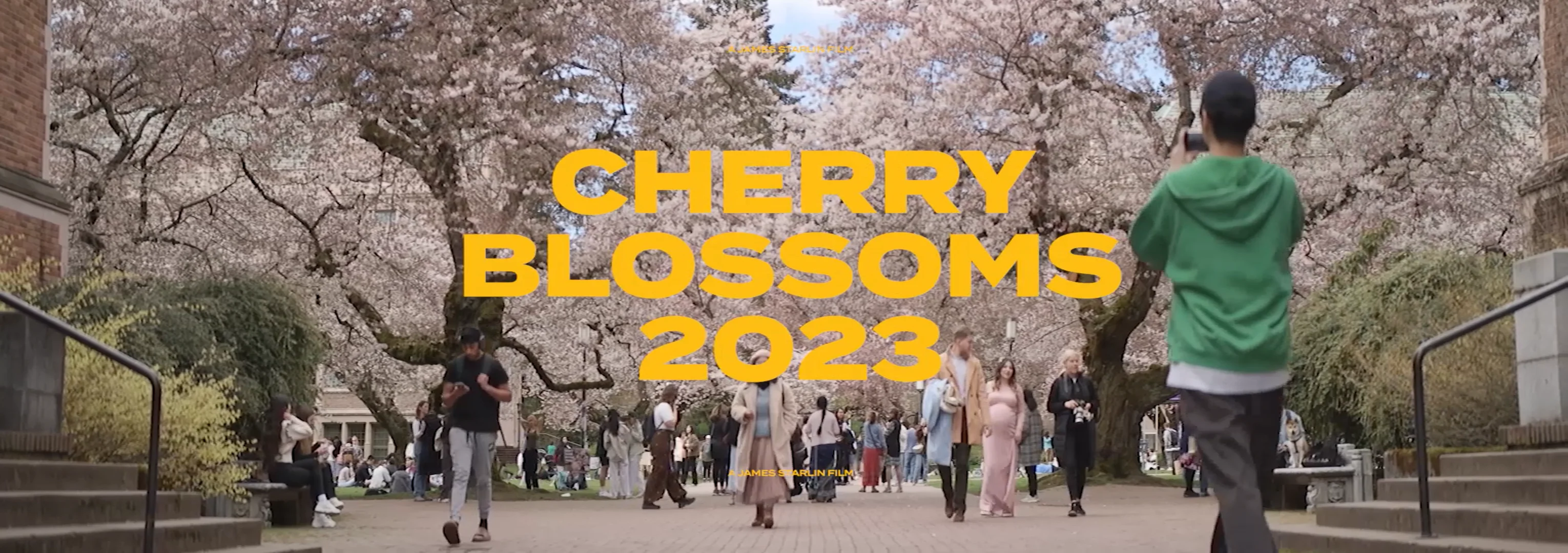 Cherry Blossoms X GreatJoy 50mm 1.8x Anamorphic Lens