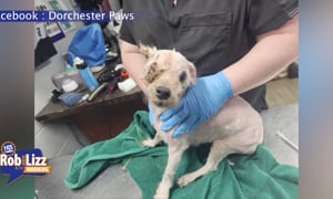 They Found Their Dog 3 Years Later
