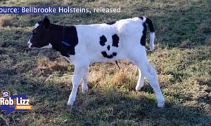 This Cow was Born with WHAT