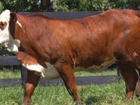 Lote 149