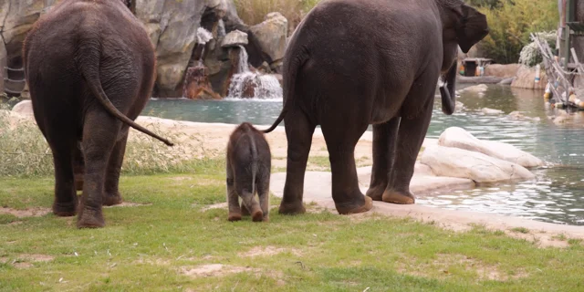 It's a Boy: Fort Worth Zoo Announces New Baby Elephant - Fort