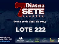 Lote 222