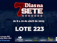 Lote 223