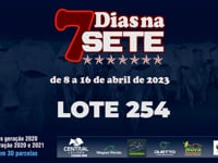 Lote 254