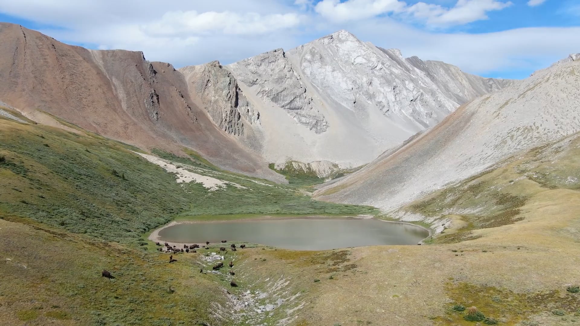 Parks Canada - Banff Bison Update 2020