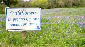 Images of Waco: Wildflowers at Miss Nellie's Pretty Place