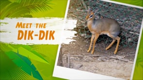 Step Into the Wild: Meet the Dik-dik