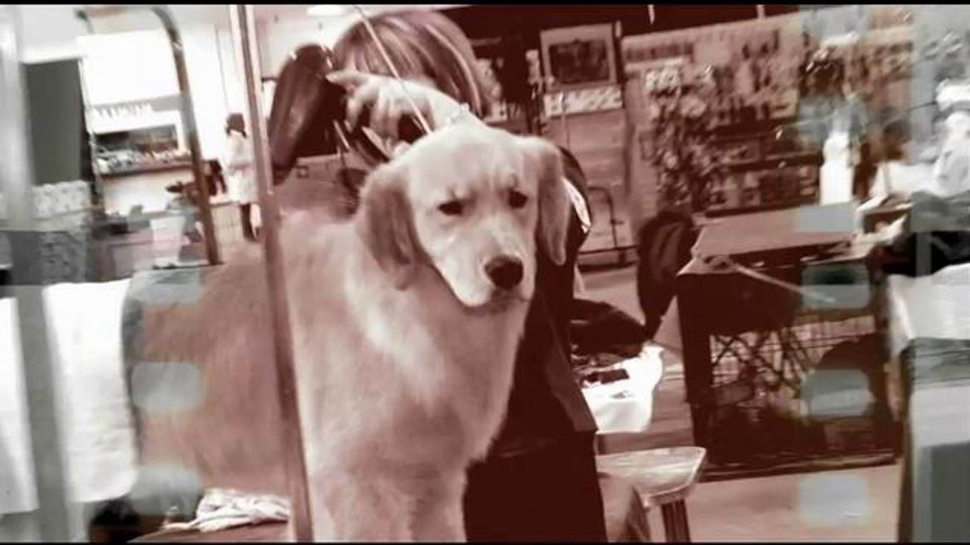 Eukanuba Jr. Dog Handler Training