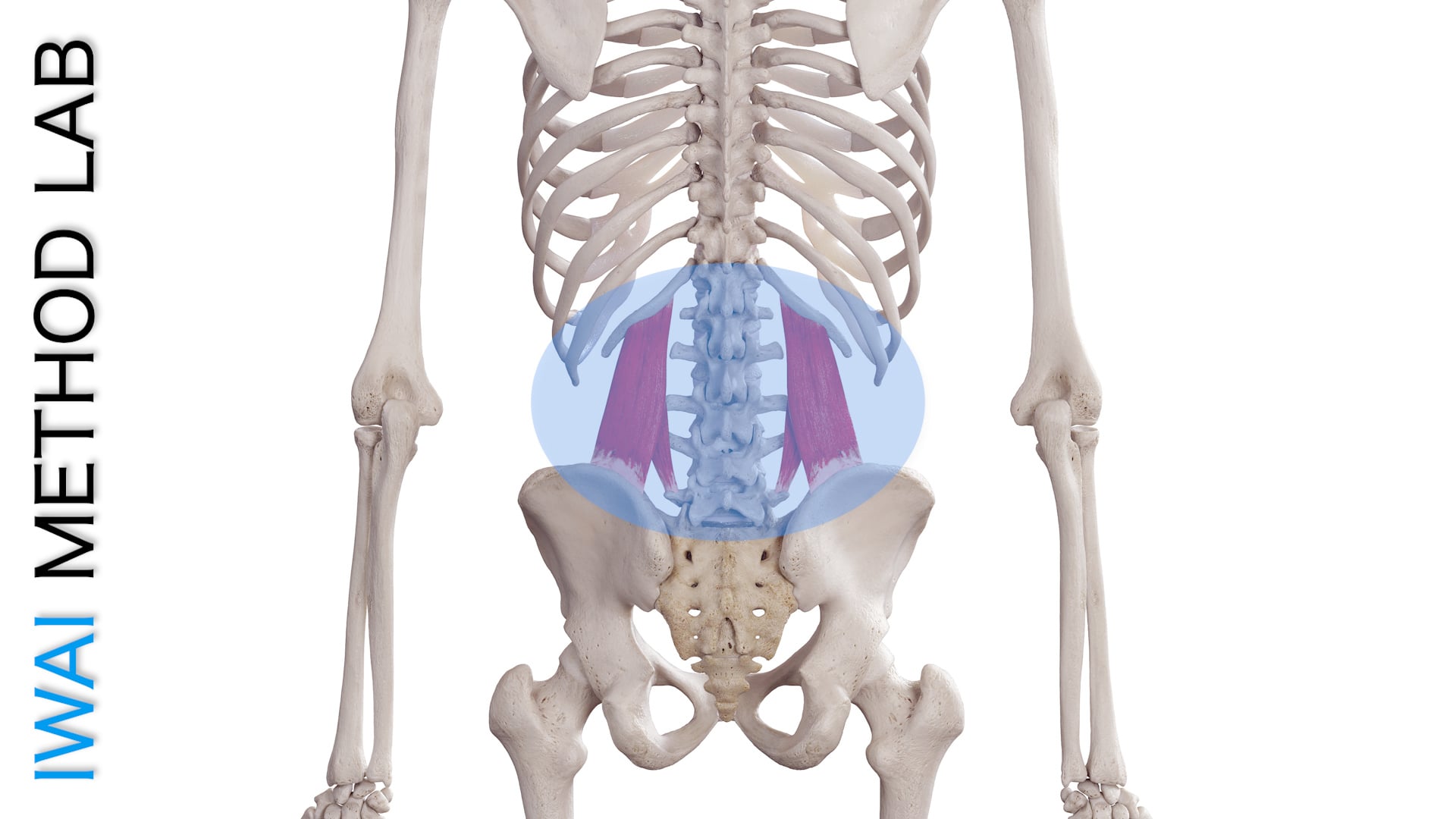オンライン実技講習：腰方形筋を活かした臀部改善テクニック